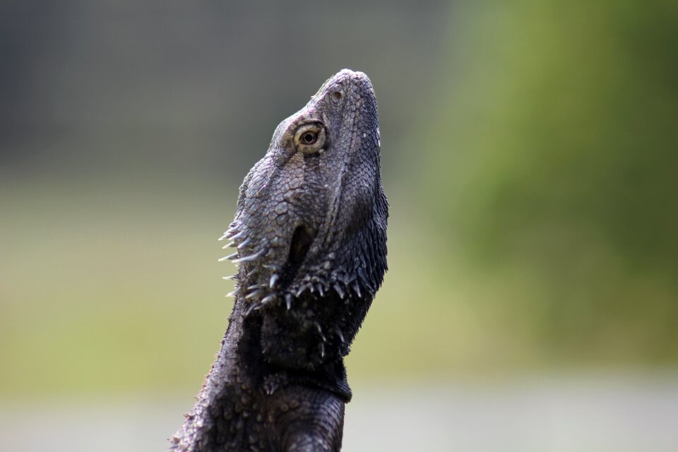 Wildlife animal pet