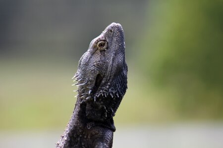 Wildlife animal pet