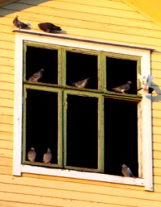 Pigeons Tuira Oulu 20111203