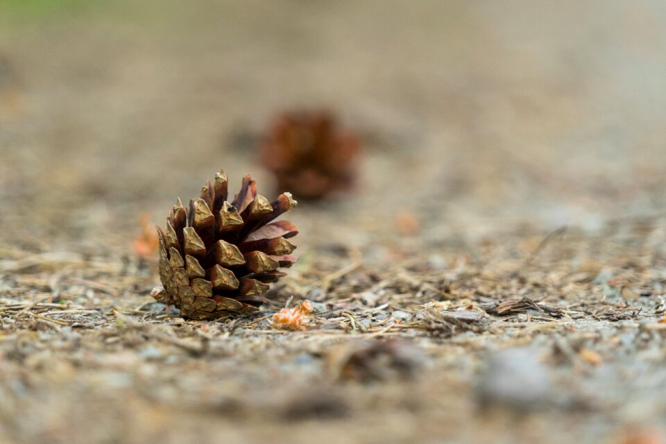 Forest nature macro