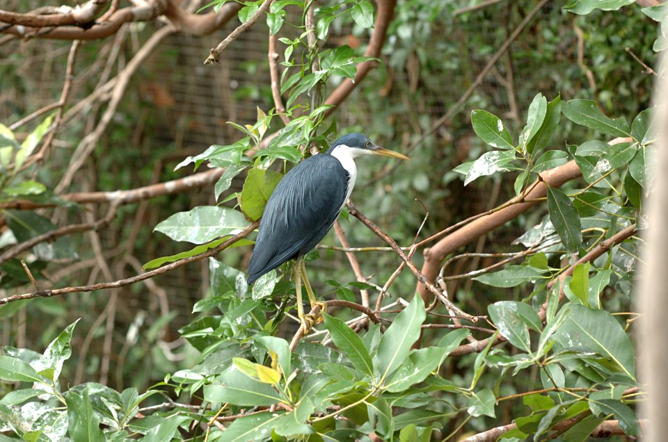 Pied-Heron-Melbourne-Zoo-20070224-019 photo