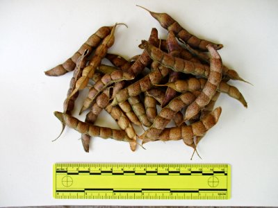 Pigeon pea pods dried with ruler