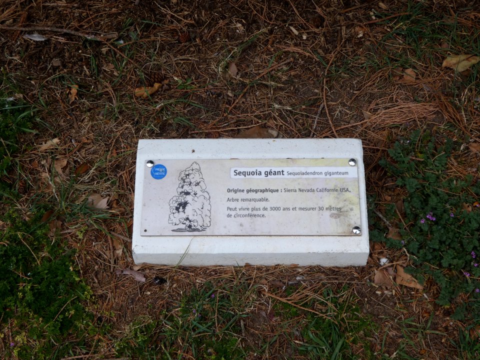 Pierre-Bénite - Parc Georges Manillier - Séquoia géant - Plaque