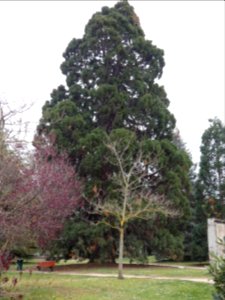 Pierre-Bénite - Parc Georges Manillier - Séquoia géant