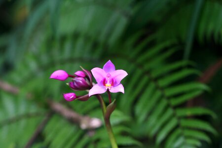 Orchid tropical guadeloupe photo