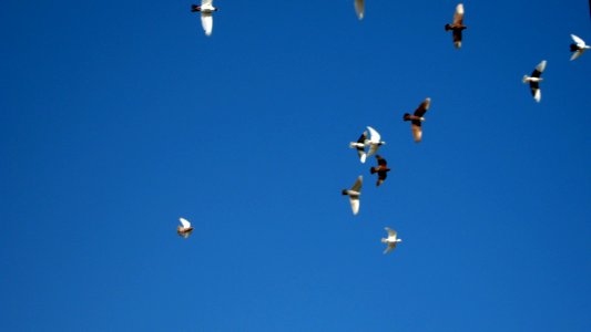 Pigeon racing - afternoon - Nishapur 09