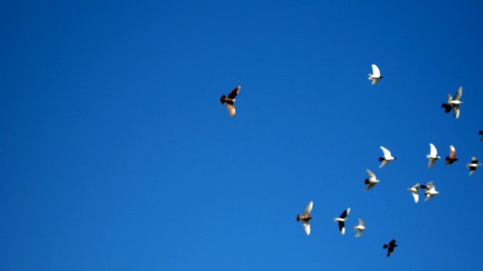 Pigeon racing - afternoon - Nishapur 11