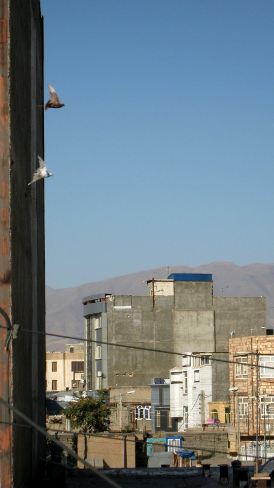 Pigeon racing - afternoon - Nishapur 02