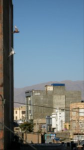 Pigeon racing - afternoon - Nishapur 02