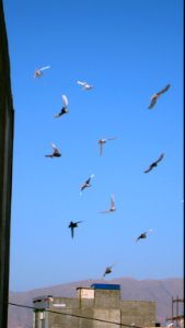 Pigeon racing - afternoon - Nishapur 15