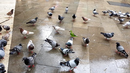 Pigeons and parrots Plaça del Dubte - 1