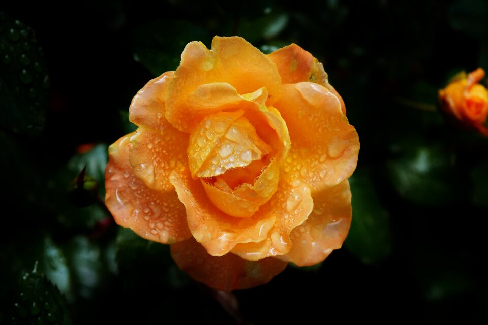 Drip drop of water rose bloom