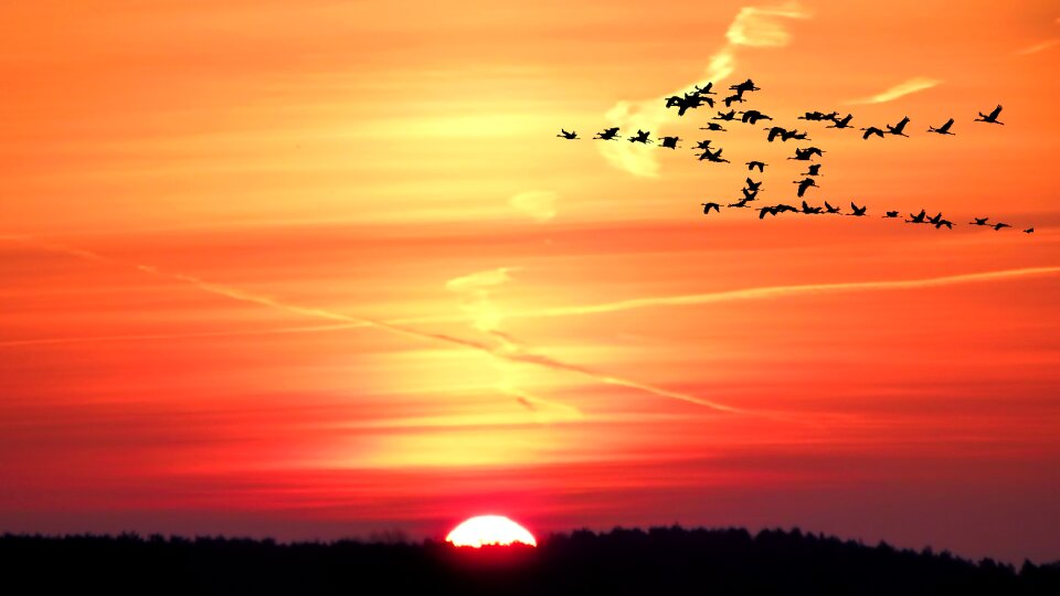 Birds flying skies photo