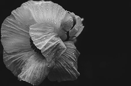 Black and white nature macro photo