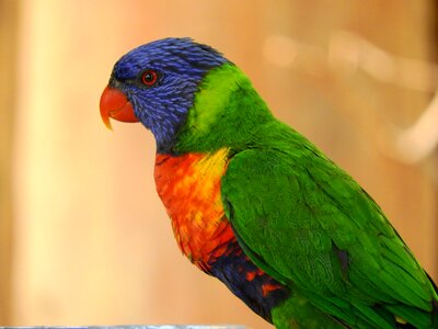 Parrot colored zoo