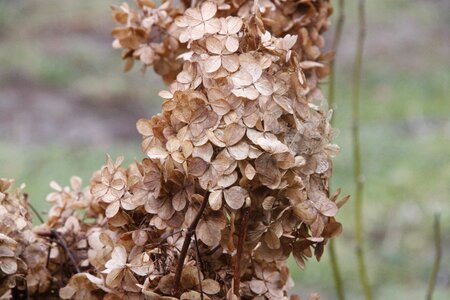 Autumn foliage dry dry grass photo