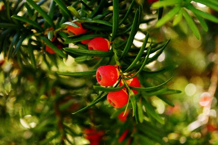 Taxus baccata food plant conifer photo
