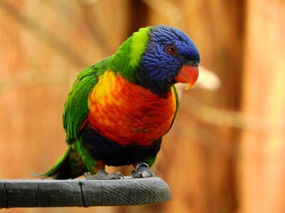 Parrot colored zoo
