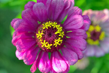 Yellow means stars the petals