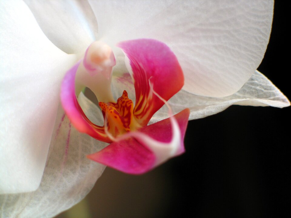 Blooming blooms blossoms