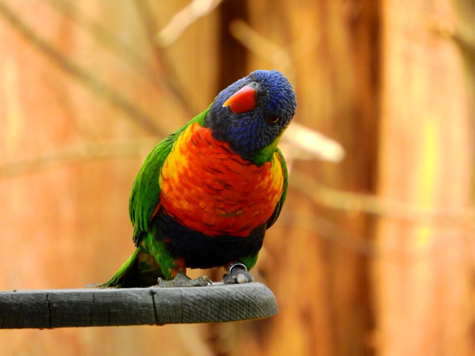 Parrot colored on the perch