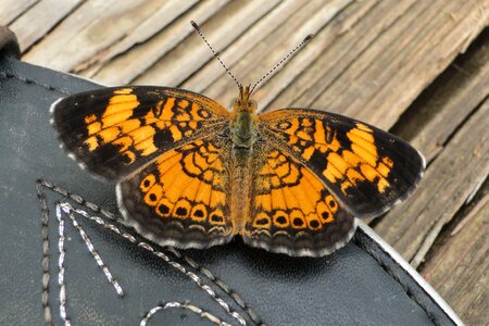 Orange boot brown butterfly photo