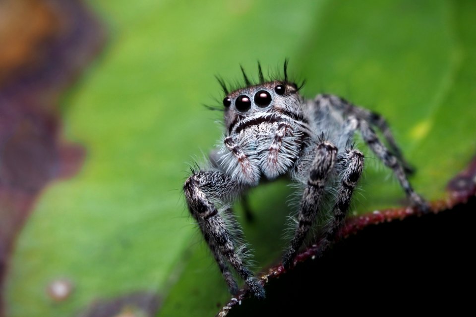 Phidippus putnami female