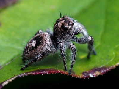 Phidippus putnami female 04