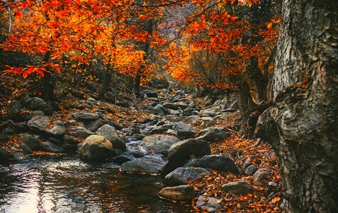 Fall autumn foliage