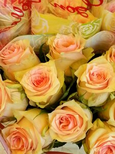 Pink flower pink rose bloom