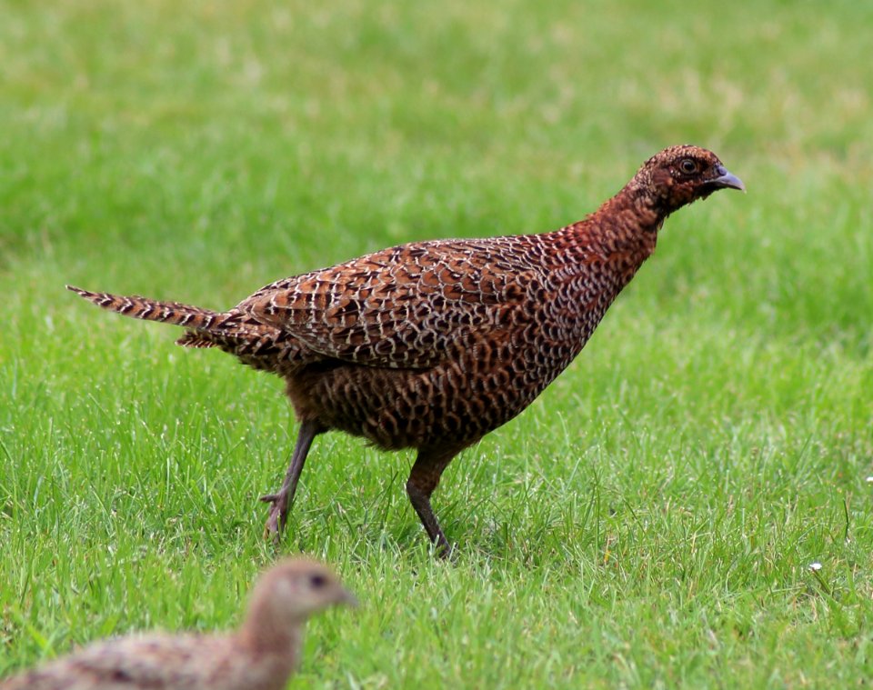 Phasianus colchicus Oulu 20170723 03