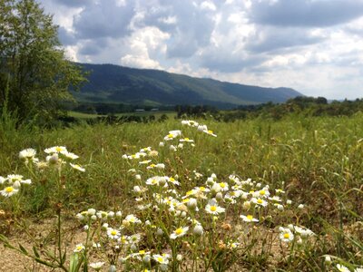Fields daisies tennessee