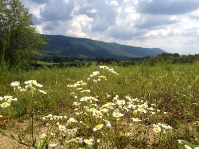 Fields daisies tennessee photo