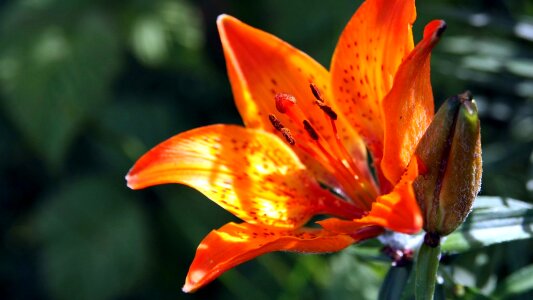 Nature flower lily