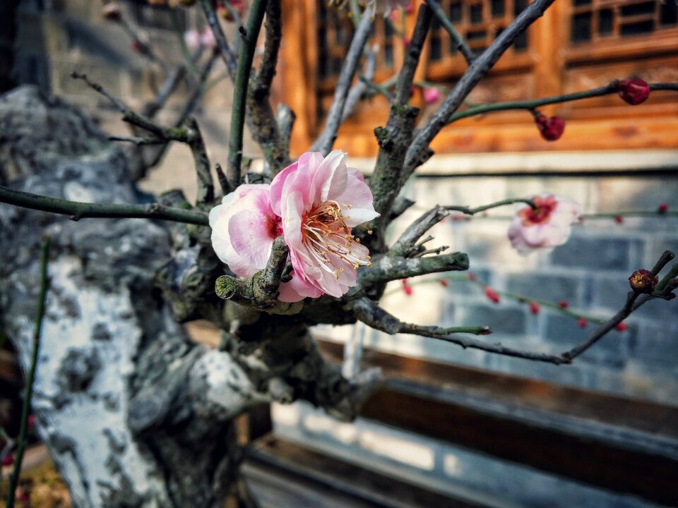 Plum blossom chuzhou plant
