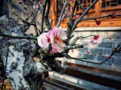 Plum blossom chuzhou plant photo