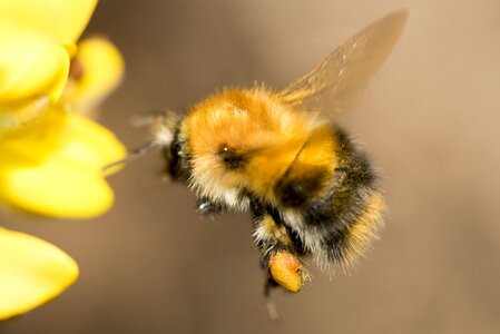 Fly wing busy