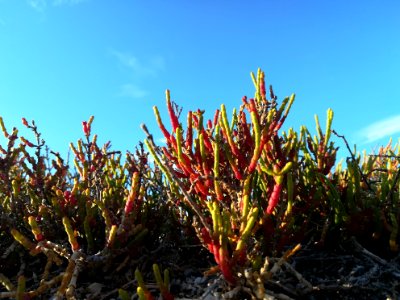 Salicornia 1 photo