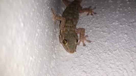 Salamanquesa1
