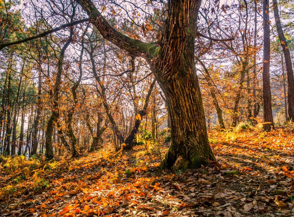 Autumn trunk wood photo