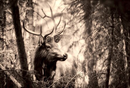 Wildlife stag male photo