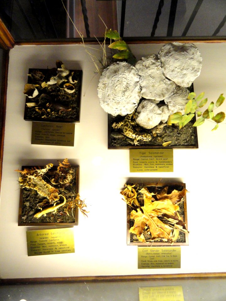Salamanders and newt - Pacific Grove Museum of Natural History - DSC06634
