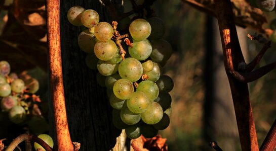 Rebstock nature wine