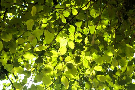 Green leaves leaf plant photo