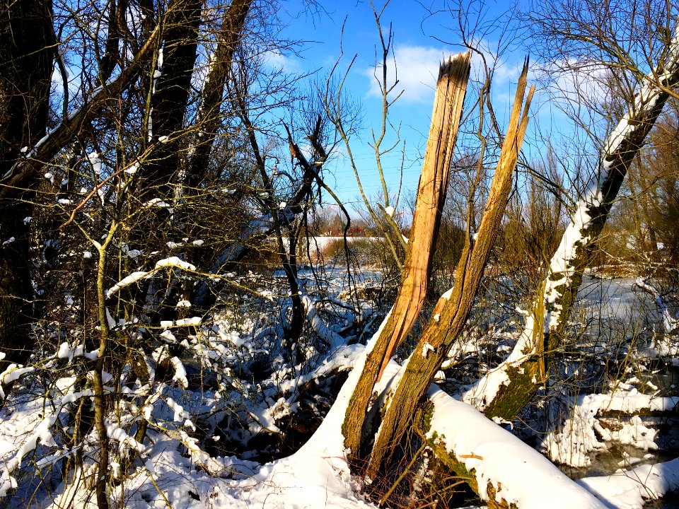 Salicion albae during winter
