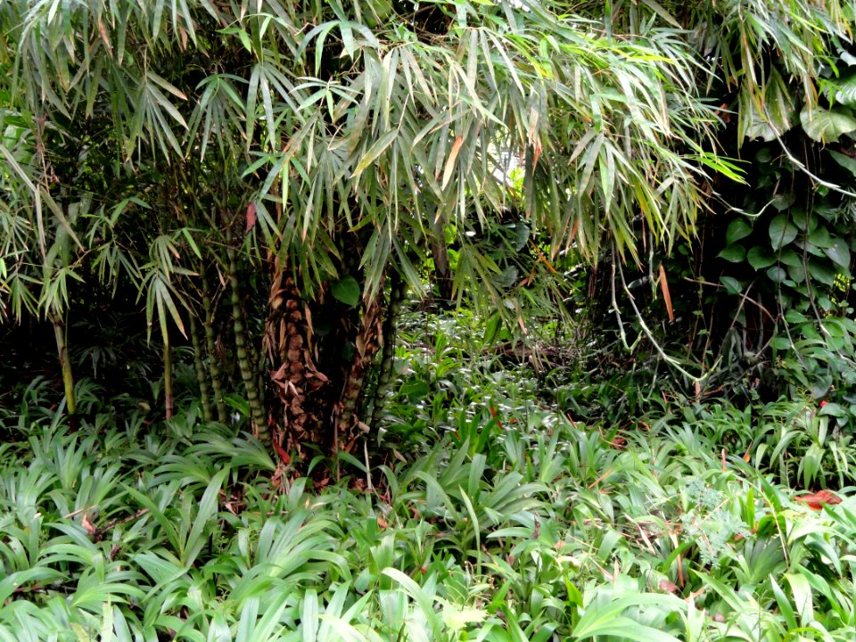 Sankyo Garden - DSC01284