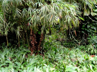 Sankyo Garden - DSC01284