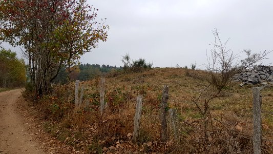 Sankt Vith-Hügelgräber Schinkelsknopf (5)