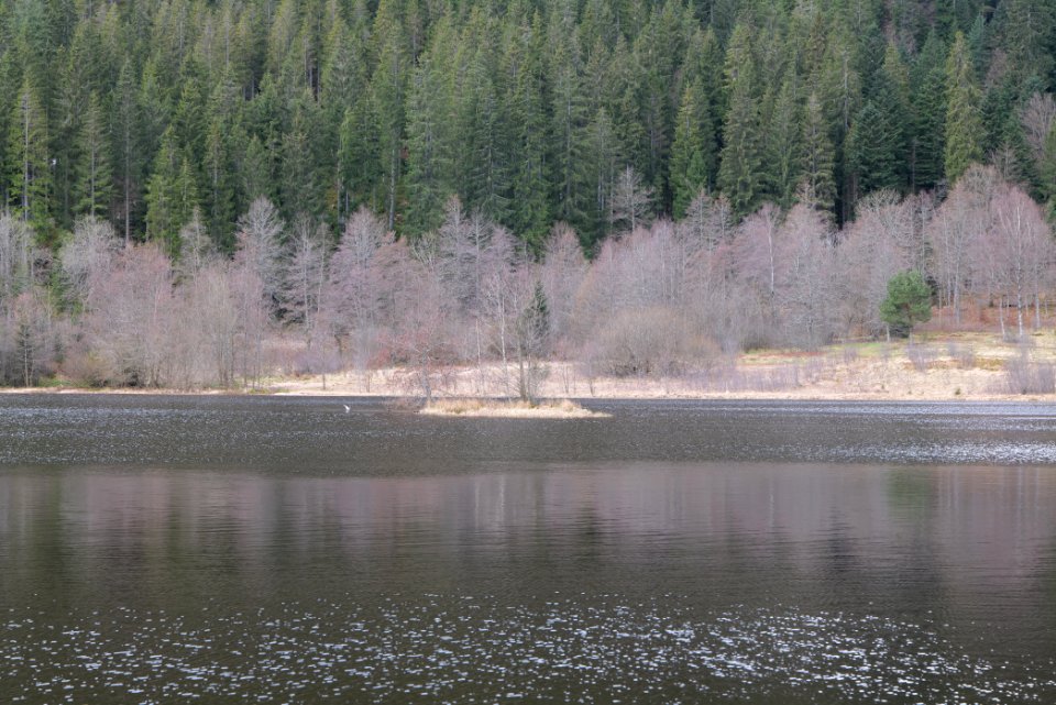 Sankenbachsee 2020-03-12 05