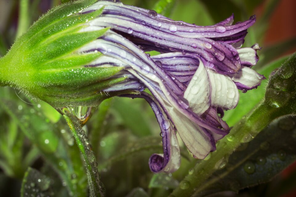 Bornholm marguerite white violet photo